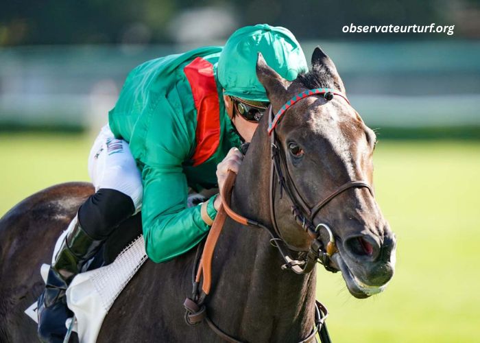 Joli Turf Gagnant (1)