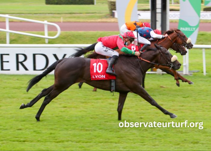 Le Sauveur Turf (1)