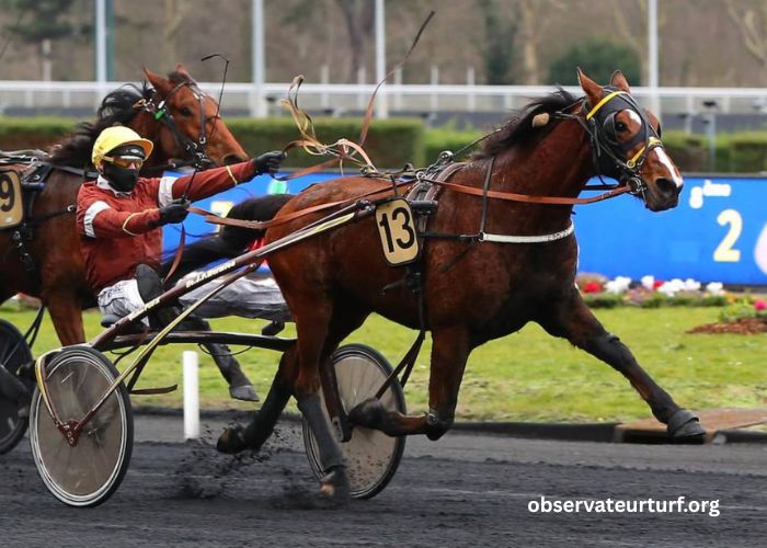 Les 3 Chevaux Incontournables (2)