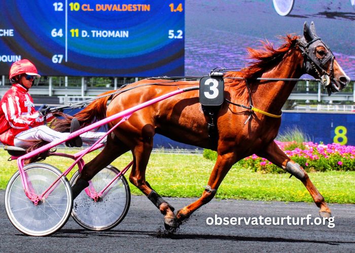 Les 3 Gagnants Vip (2)